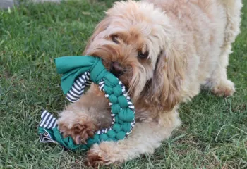 dog toys