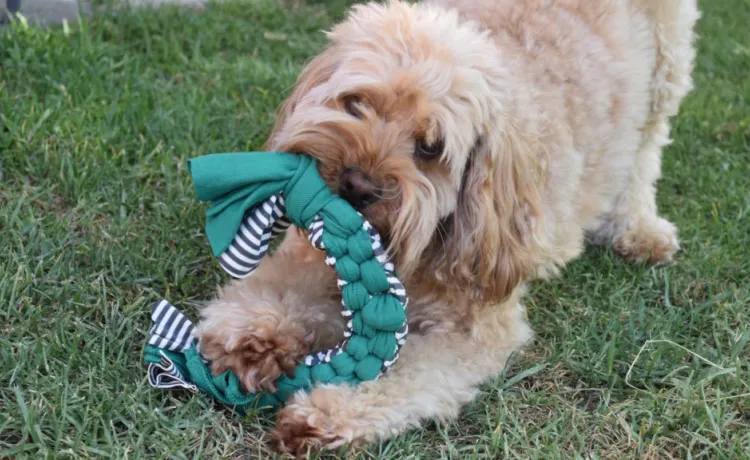 dog toys