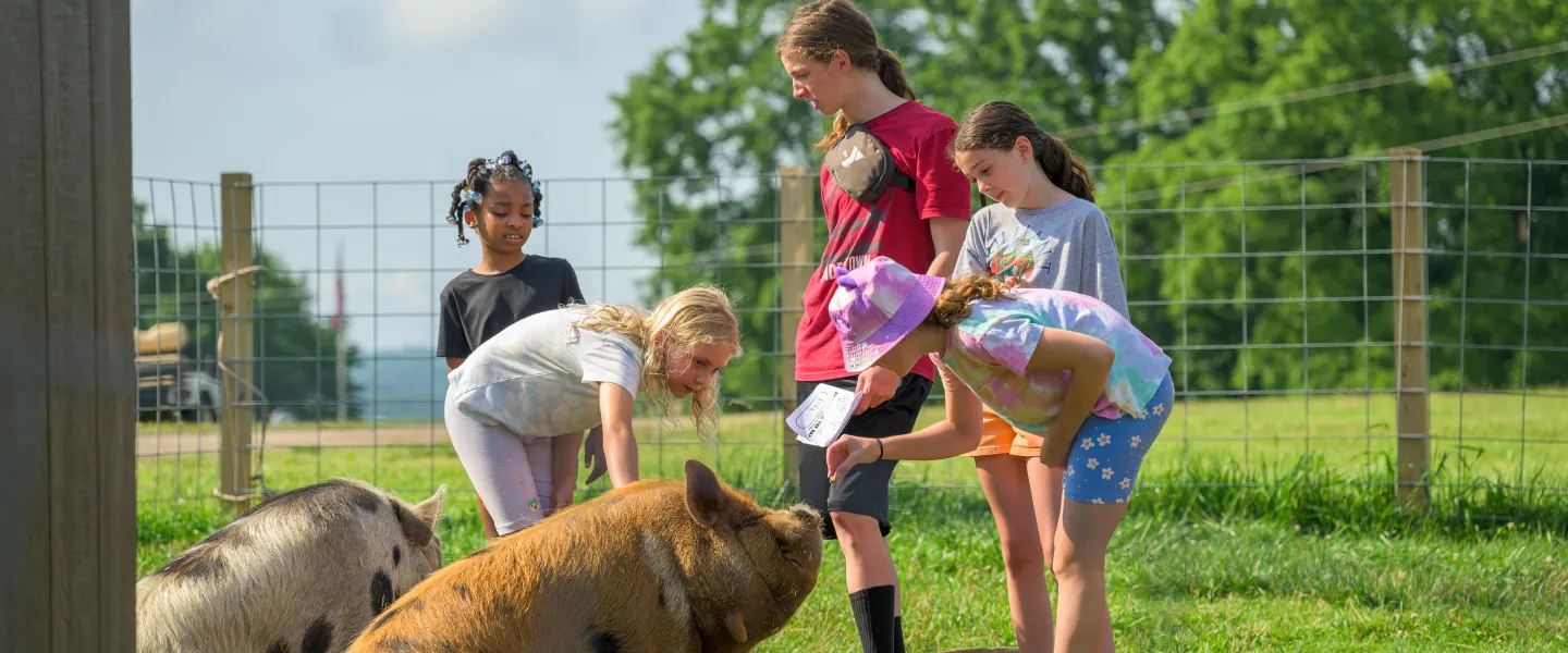 Campers with Pigs